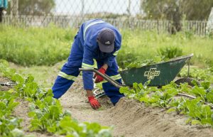 Farming