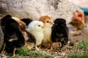 How to Start and Become a Successful Poultry Farmer