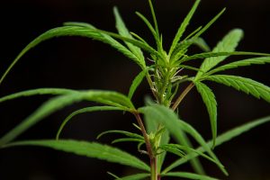 Medicinal and Industrial Hemp Growers in Africa