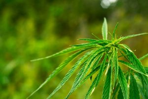 African Countries Considering Legalizing Industrial and Medicinal Cannabis